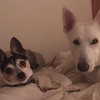 Pamela Coritz-Struzzieri's profile image