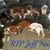 Susan Bigham Greenwell's profile image