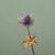 Mackenzie Gottfried's profile image