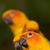 Sushil Sharma's profile image