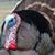 Amy M Honious's profile image