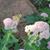 Jill Hibbs's profile image