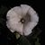 Dee Wicker Courtney's profile image