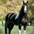 Fredy Amayo's profile image