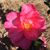 Roselyne Thomas's profile image