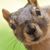 Brian Lavallee's profile image
