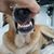 David DiSomma's profile image
