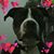 Tammy Douglas's profile image