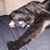 Casie Michelle Biats's profile image