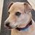 Aspen Knierim's profile image