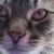 Sue Gentile's profile image