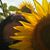 Kathleen Fort's profile image