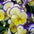 Sandy Gagnon's profile image