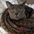 Kate Whitaker's profile image