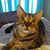 Carolyn Bishop's profile image