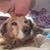 Amanda Brooke Charsha-Lindsey's profile image