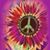 Brenda K Peterson's profile image