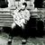Federico Tosca's profile image