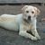 Pavlina Gocheva's profile image