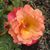 Deb Holly Sheldon's profile image
