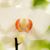 Alison Graham's profile image