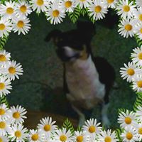 Sc Johnson Kiffe's profile image