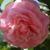 Liz McGinnes's profile image