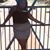 Keyana Mackerel's profile image