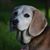 Ron Parrish's profile image