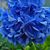 Bonnie Delaney's profile image