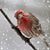 Pamela Bickmore Hughes's profile image