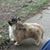 Donna Steinbrunner-Gill's profile image