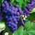 Silu Mallick's profile image