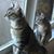 Glenda Wentzell's profile image
