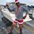 Bill Stellema's profile image