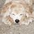 Lisa Brown's profile image