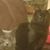 Andrea Collyer Harmon's profile image