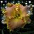 Donna Leary Jones's profile image