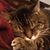 Bailey-Kristoff Allen's profile image