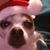 Deborah Rodrigo's profile image