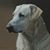David Lanier's profile image