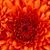 CarmenSarai Bonilla's profile image