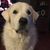 Stacie Wolford McCullough's profile image
