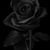 Jax Arnold-Nesheiwat's profile image