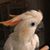 Allison Crawford's profile image