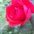 Irma Castro's profile image