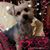 Tracey Mehta's profile image