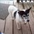 Jannine Petrel's profile image