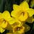 Gayle Neely's profile image