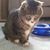 Debra Szabo's profile image